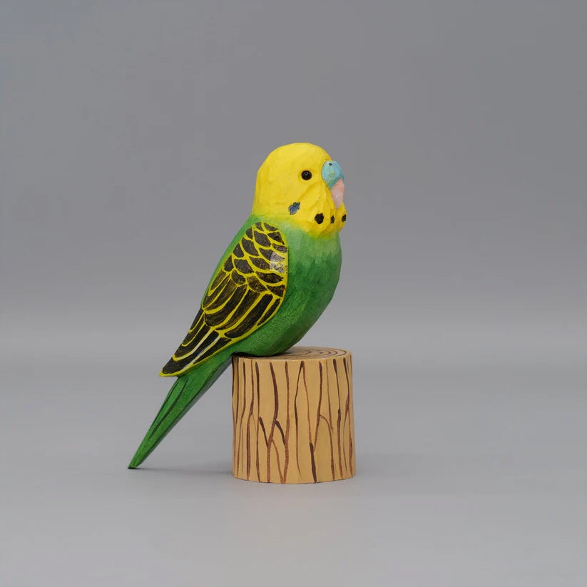 Budgerigar