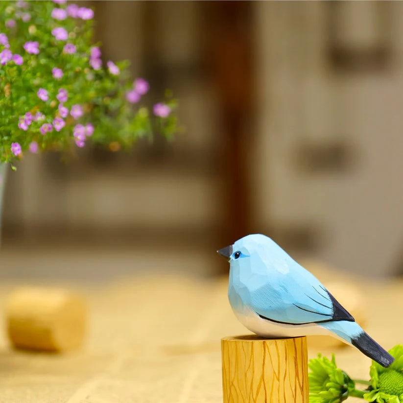 Mountain Bluebird