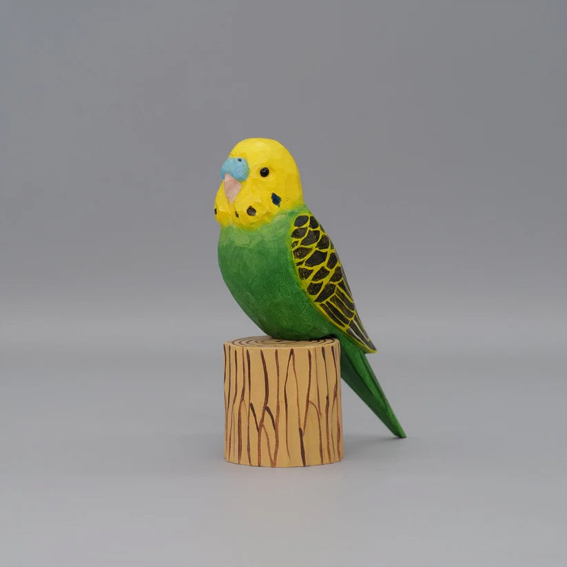 Budgerigar