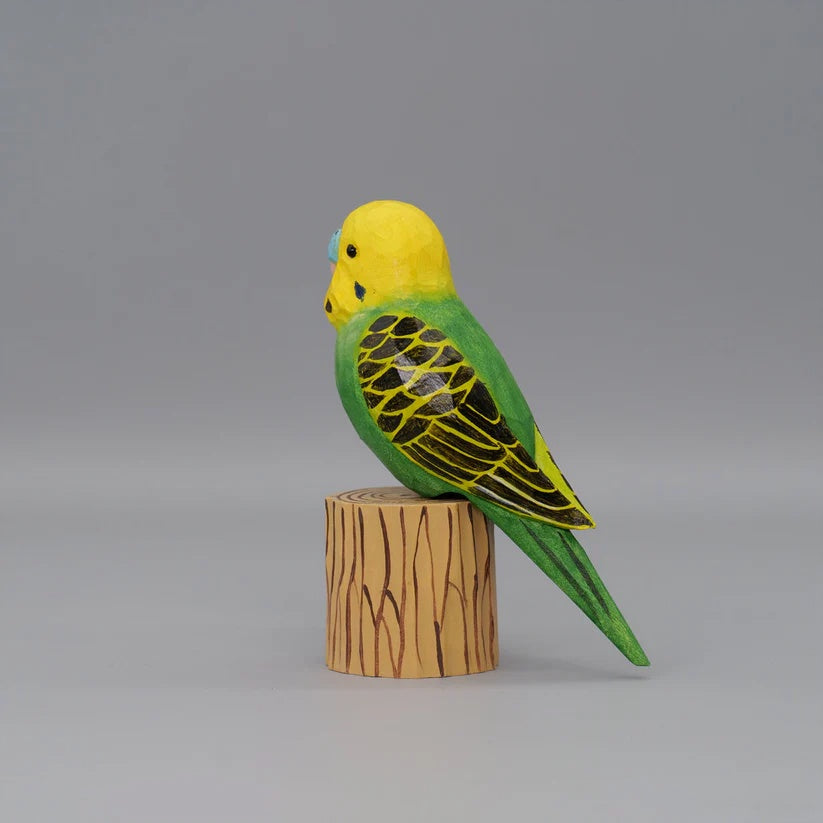 Budgerigar