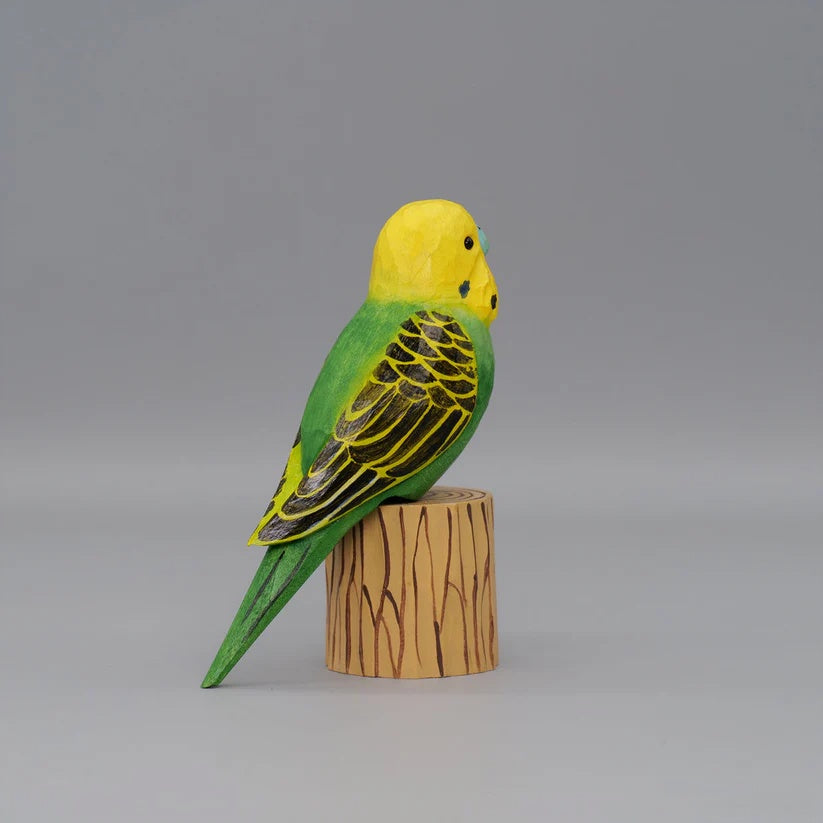 Budgerigar