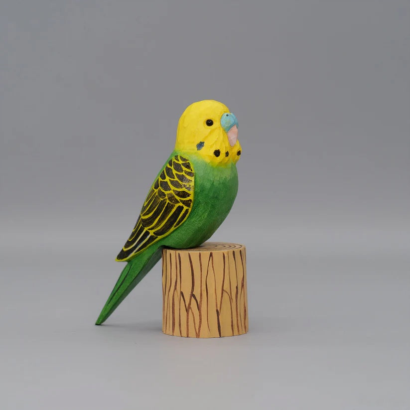Budgerigar